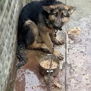 From Chained Isolation to Joyful Freedom: Alpha's Transformation