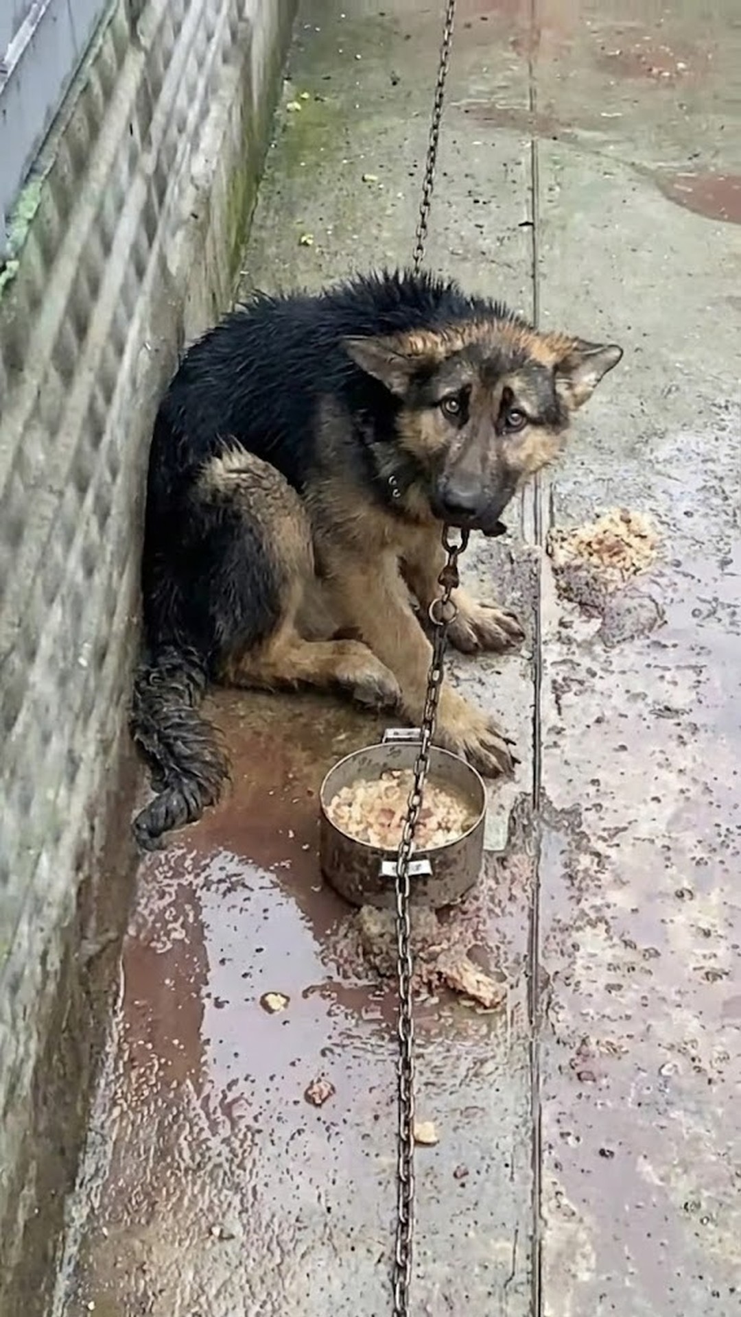 From Chained Isolation to Joyful Freedom: Alpha's Transformation