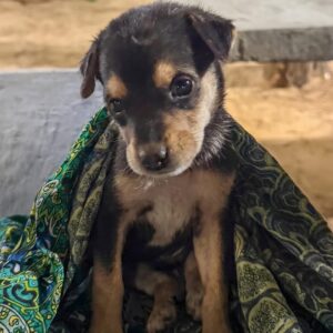 Tourist Rescues Infested Puppy on Sri Lankan Street After Unexpected Encounter