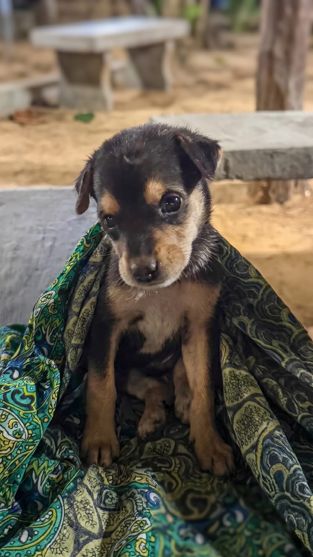 Tourist Rescues Infested Puppy on Sri Lankan Street After Unexpected Encounter