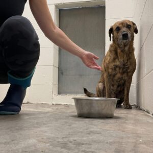 Tuna's Heartwarming Transformation After Being Rescued from Trauma