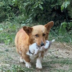 Stray Mother Dog Leads Rescuer to Her Hidden Puppies