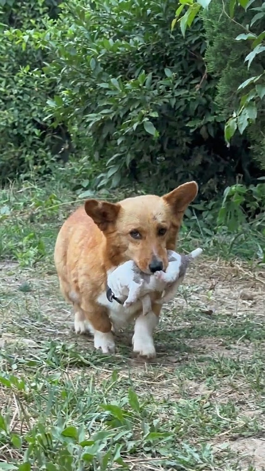 Stray Mother Dog Leads Rescuer to Her Hidden Puppies