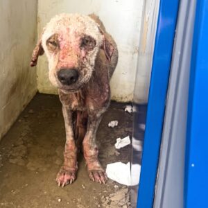 Cash the Dog Finds Comfort After a Life-Saving Rescue from an ATM