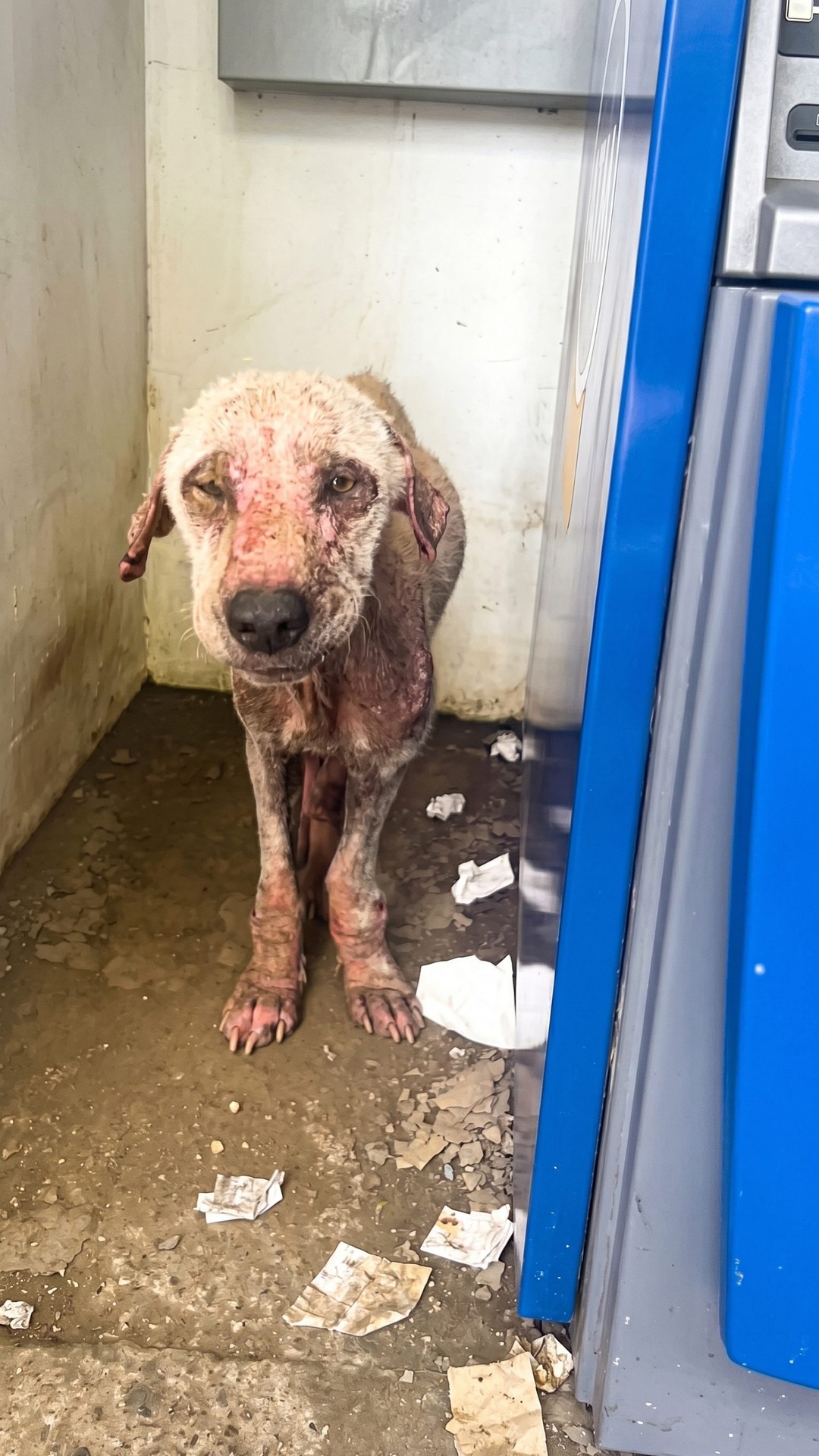 Cash the Dog Finds Comfort After a Life-Saving Rescue from an ATM