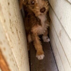 Rescue Team Gently Retrieves Terrified Puppy from Tight Wall Crevice
