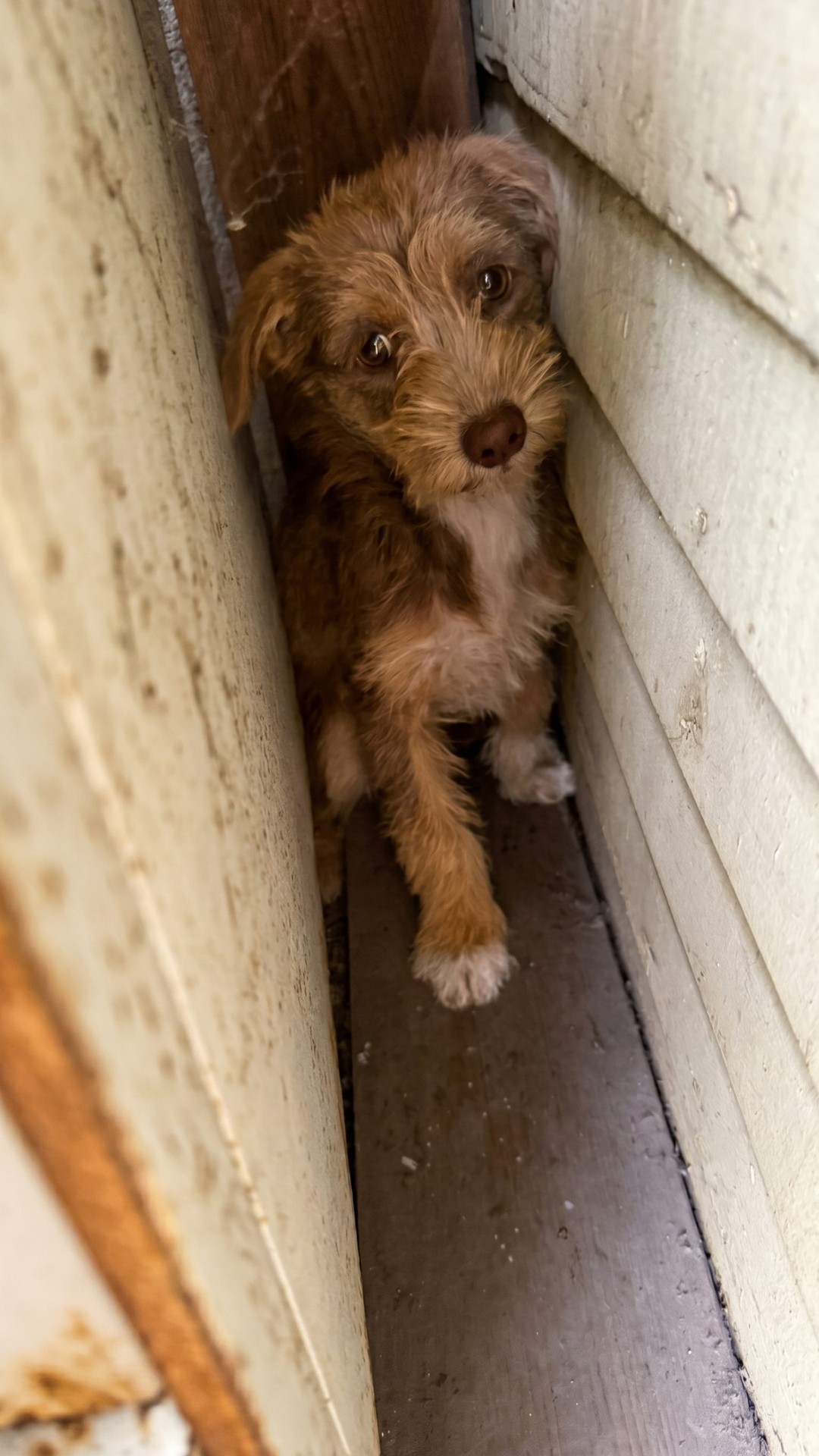 Rescue Team Gently Retrieves Terrified Puppy from Tight Wall Crevice