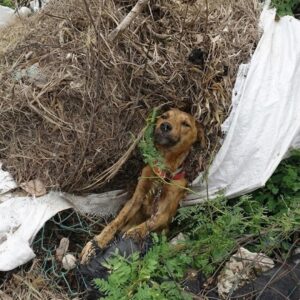 Alex's Transformation: From Chain Bound to Thriving Dog in a Loving Home