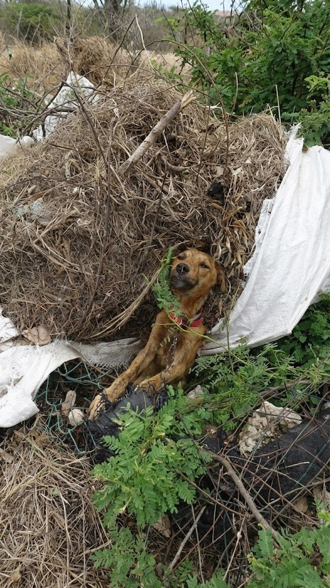 Alex's Transformation: From Chain Bound to Thriving Dog in a Loving Home