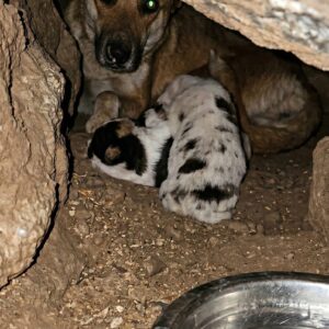 Rescue Team Saves Stray Mother Dog and Her Five Puppies Before Devastating Storm