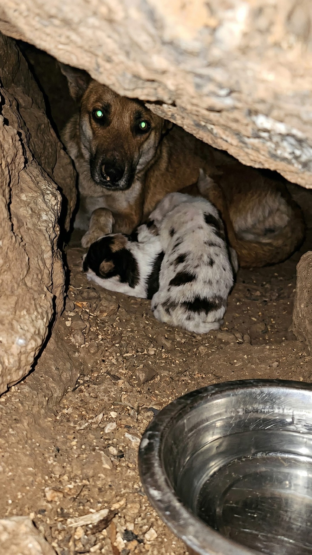 Rescue Team Saves Stray Mother Dog and Her Five Puppies Before Devastating Storm