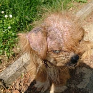 From Neglect to Nurture: Frodo's Transformation in Croatia