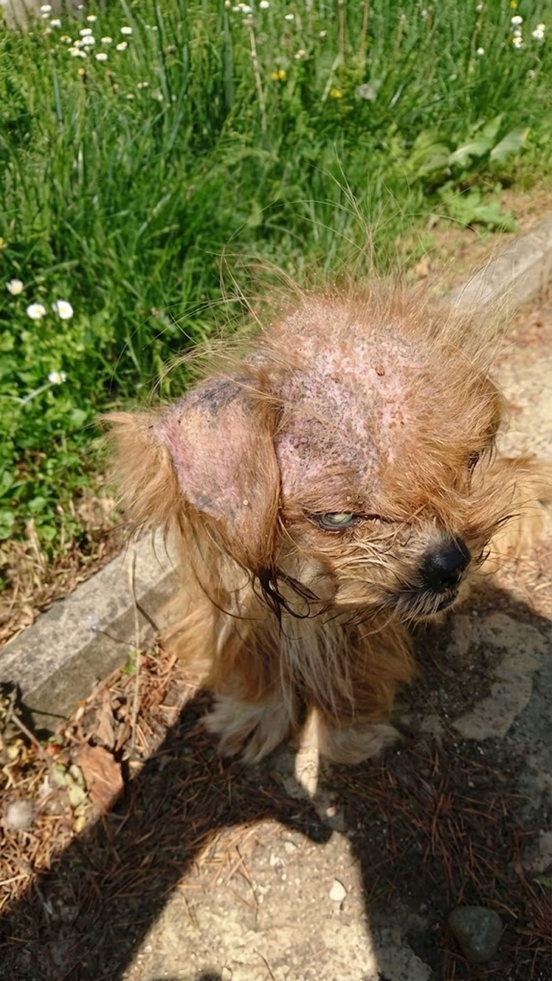 From Neglect to Nurture: Frodo's Transformation in Croatia
