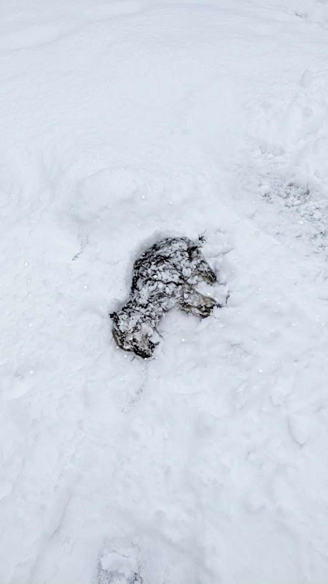 From Frozen Isolation to Standing on His Own: A Puppy’s Fight for Life
