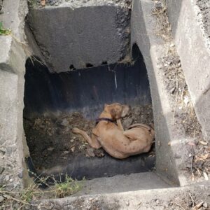 Rescue Teams Revive 15-Year-Old Dog Found Nearly Lifeless in Storm Drain