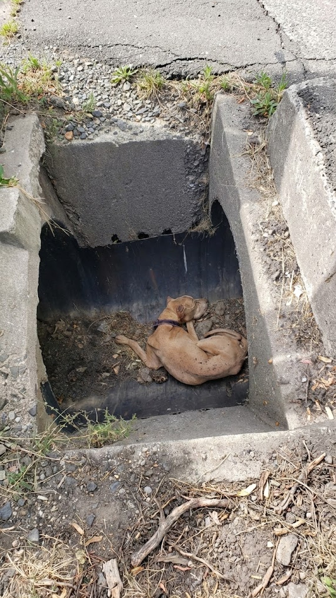Rescue Teams Revive 15-Year-Old Dog Found Nearly Lifeless in Storm Drain