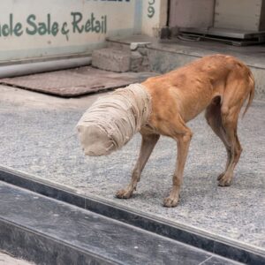 Rescue Team Saves Blind Dog Trapped in a Jar After Hours of Pursuit