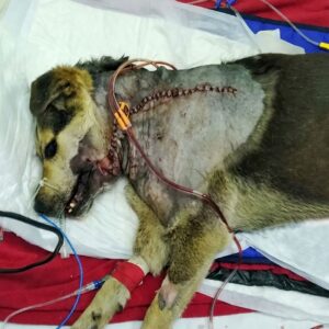 Injured Amora Found in Freezing Water Makes Remarkable Recovery