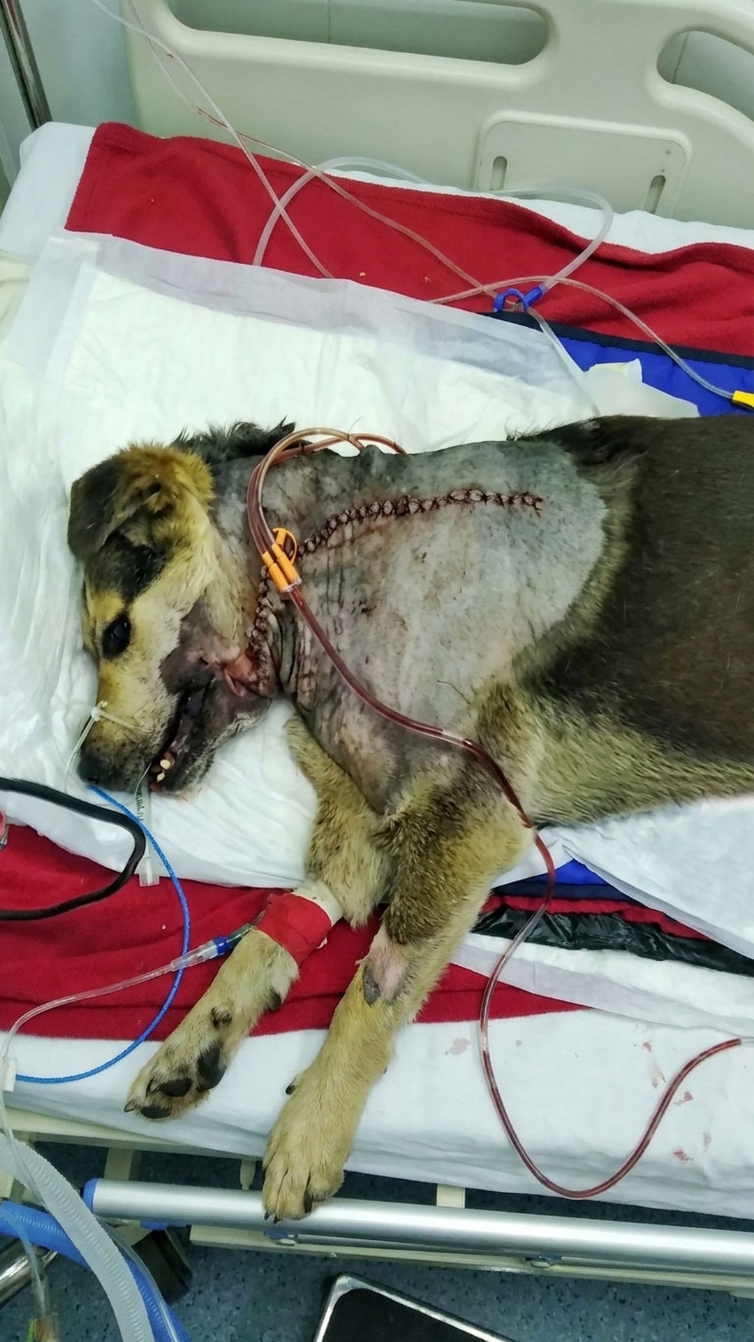 Injured Amora Found in Freezing Water Makes Remarkable Recovery