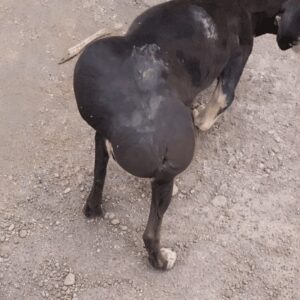 Tiny Dog's Heavy Burden Discovered in Chepo Leads to Life-Changing Rescue