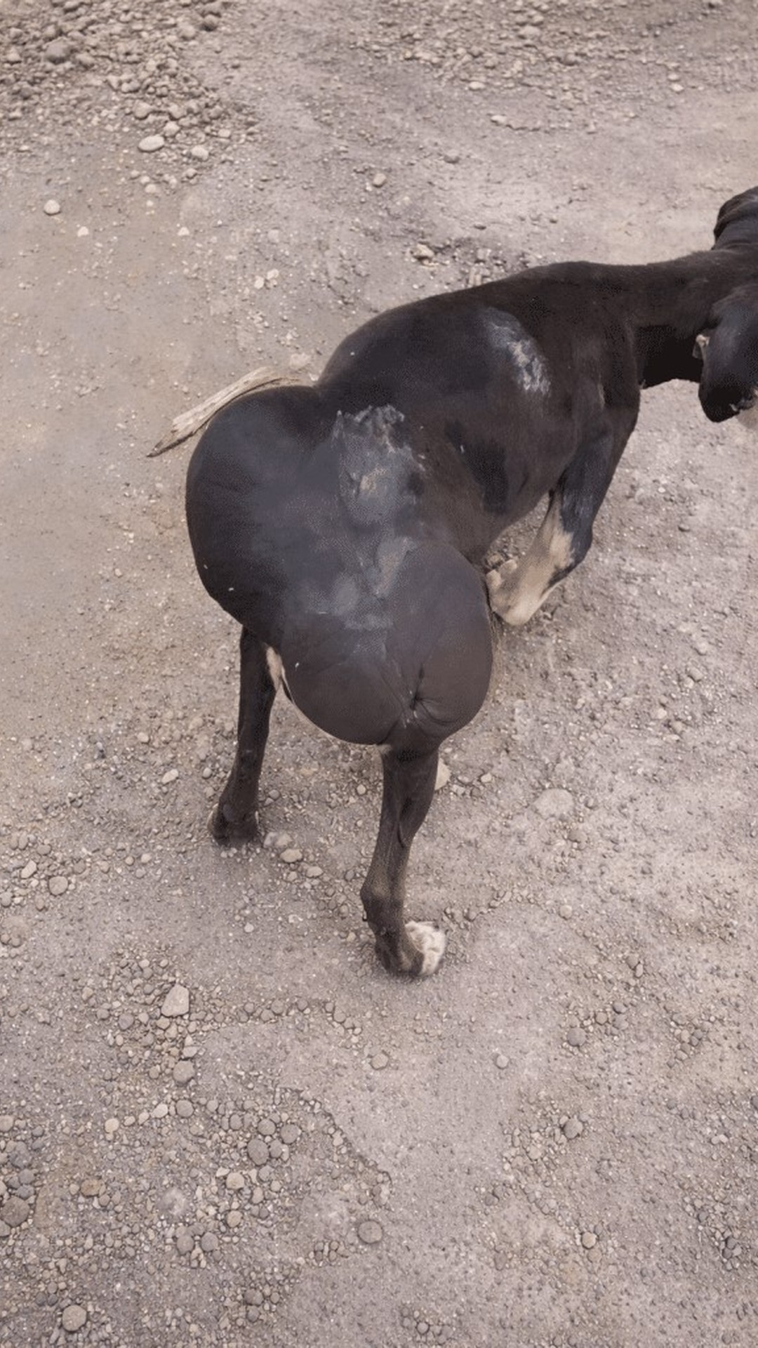 Tiny Dog's Heavy Burden Discovered in Chepo Leads to Life-Changing Rescue