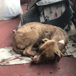 Stray Dog Found on Porch Takes First Steps Toward Recovery
