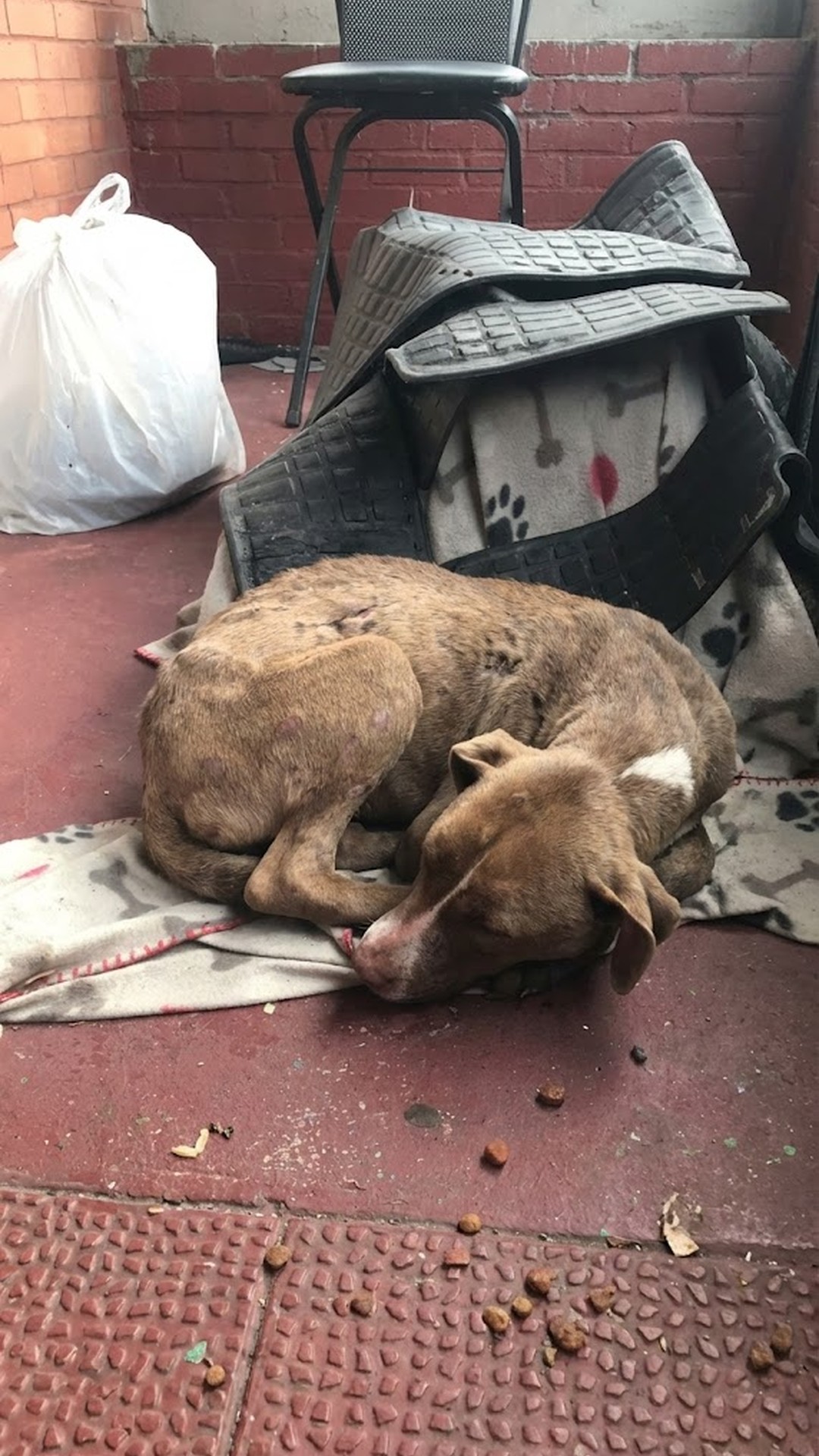 Stray Dog Found on Porch Takes First Steps Toward Recovery