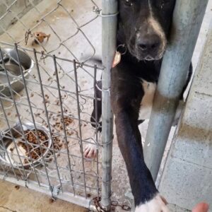 Rescue of Speck: Dog's Gentle Paw Captivates Thousands
