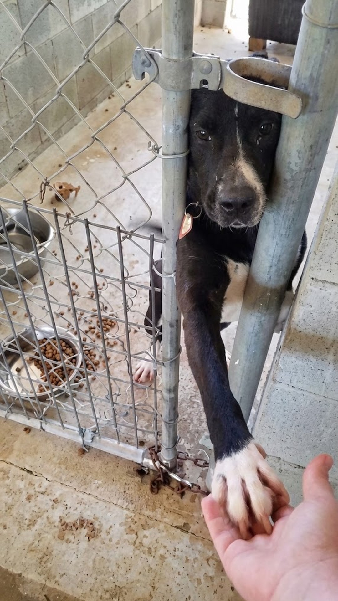 Rescue of Speck: Dog's Gentle Paw Captivates Thousands