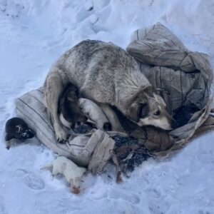 Mother Dog's Heartfelt Cries Lead Rescuers to Her Frozen Puppies