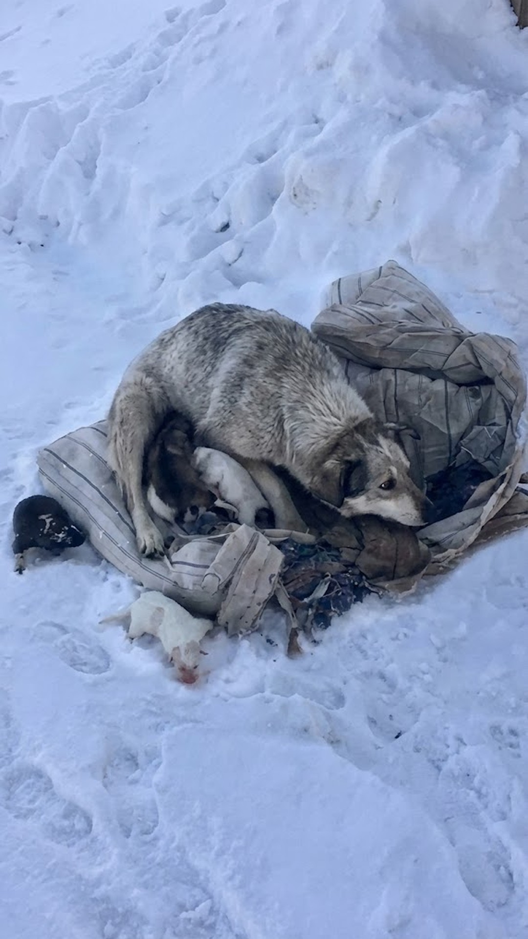 Mother Dog's Heartfelt Cries Lead Rescuers to Her Frozen Puppies