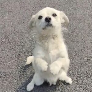 Mother Dog Prioritizes Puppies Over Hunger During Rescue