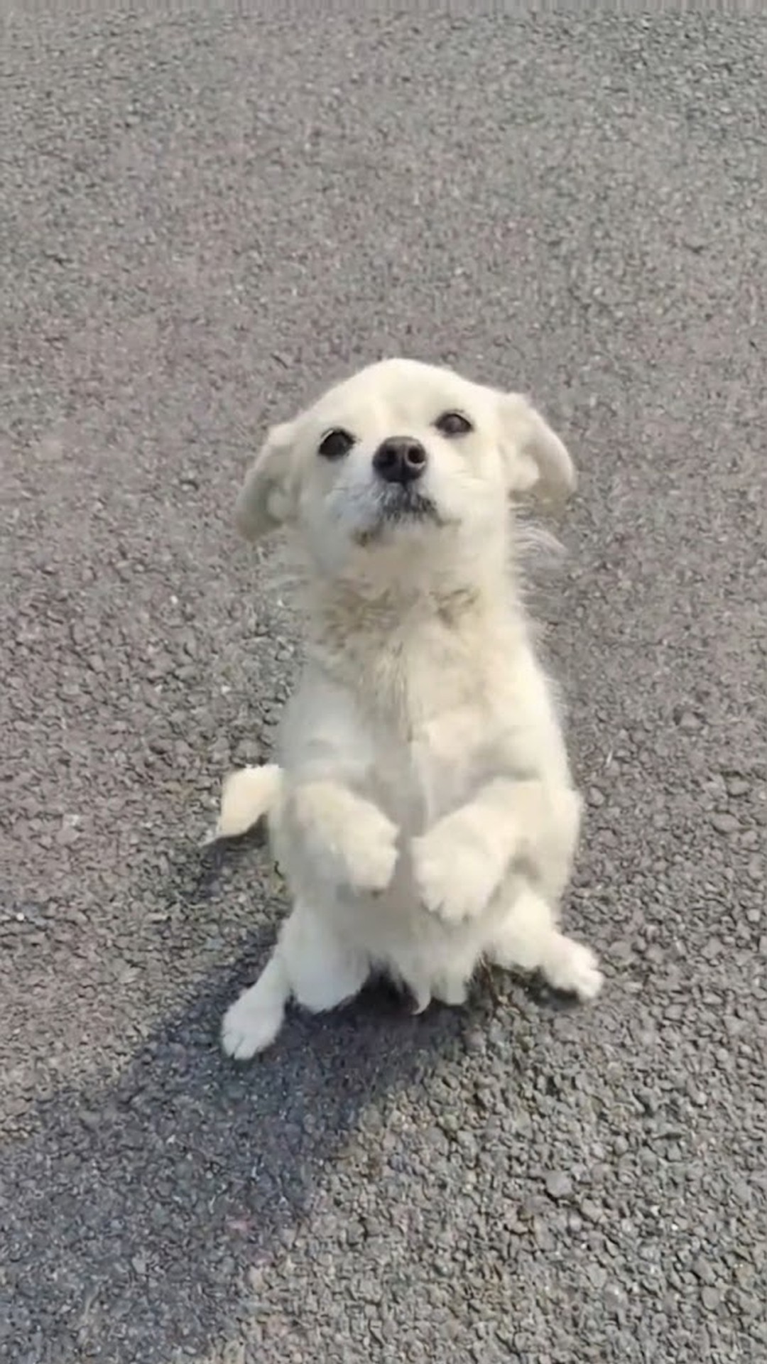 Mother Dog Prioritizes Puppies Over Hunger During Rescue