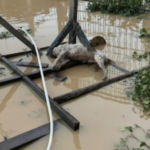 Buster's Recovery: From Tethered Struggle to Safe Haven After the Flood