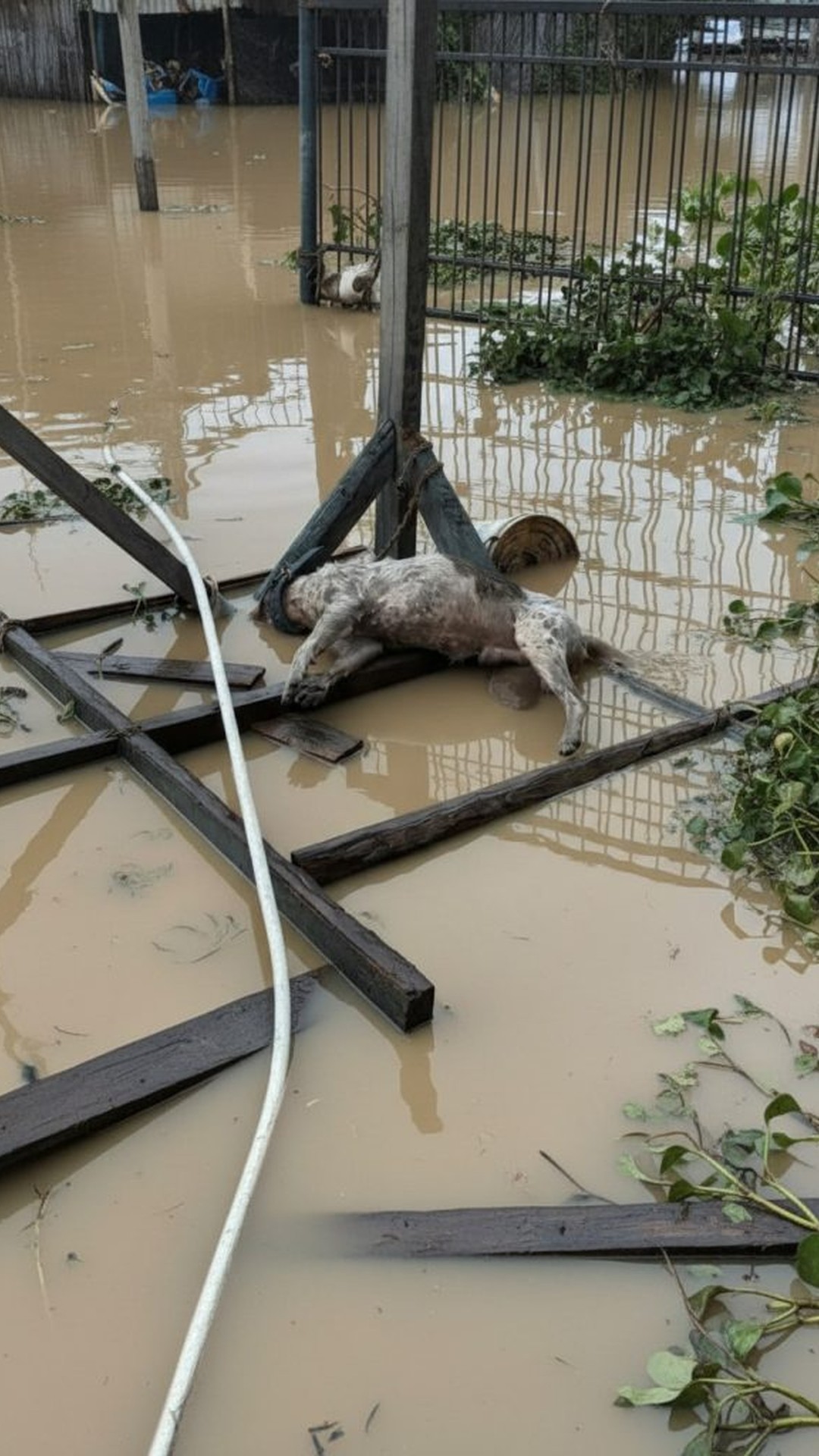 Buster's Recovery: From Tethered Struggle to Safe Haven After the Flood