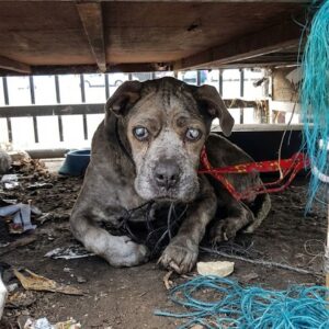 Blind Senior Dog Duncan Finds Comfort After Rescue from Junkyard