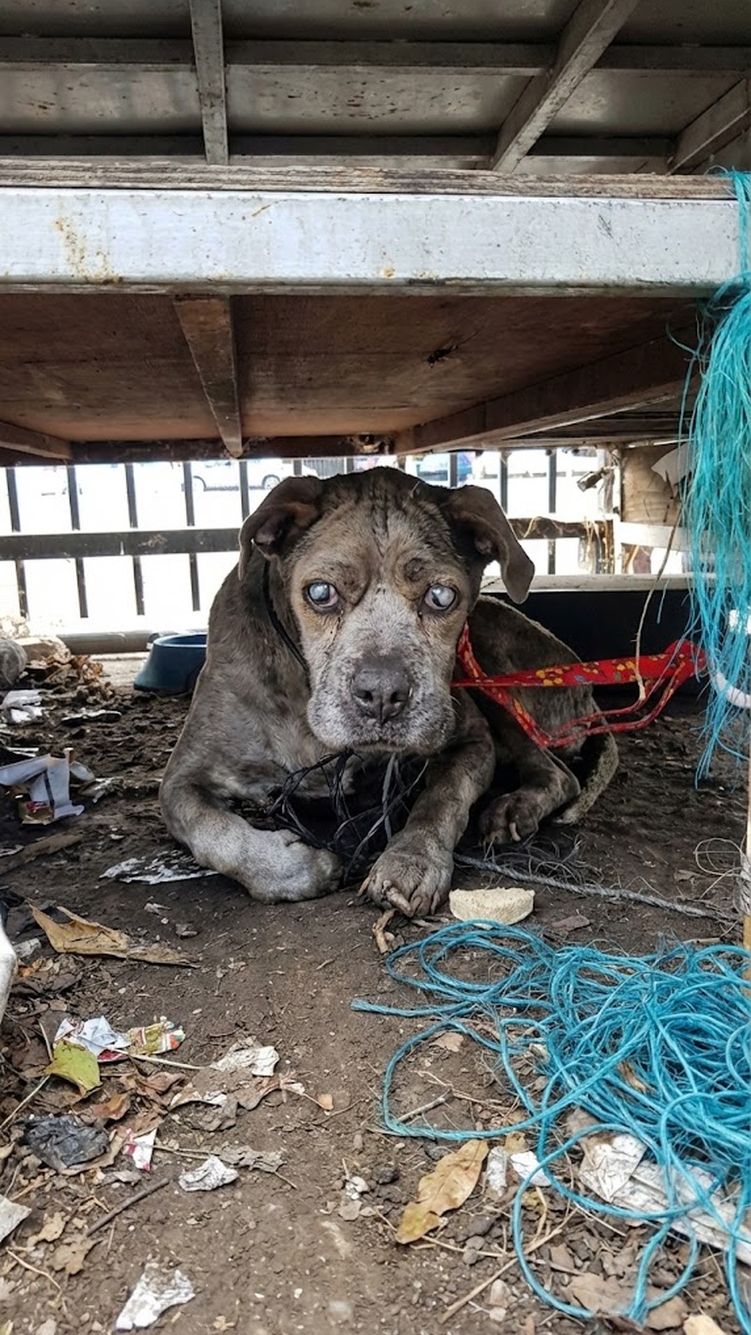 Blind Senior Dog Duncan Finds Comfort After Rescue from Junkyard
