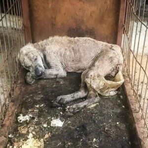 Miracle: The Dog Found Alone in a Cold Corner