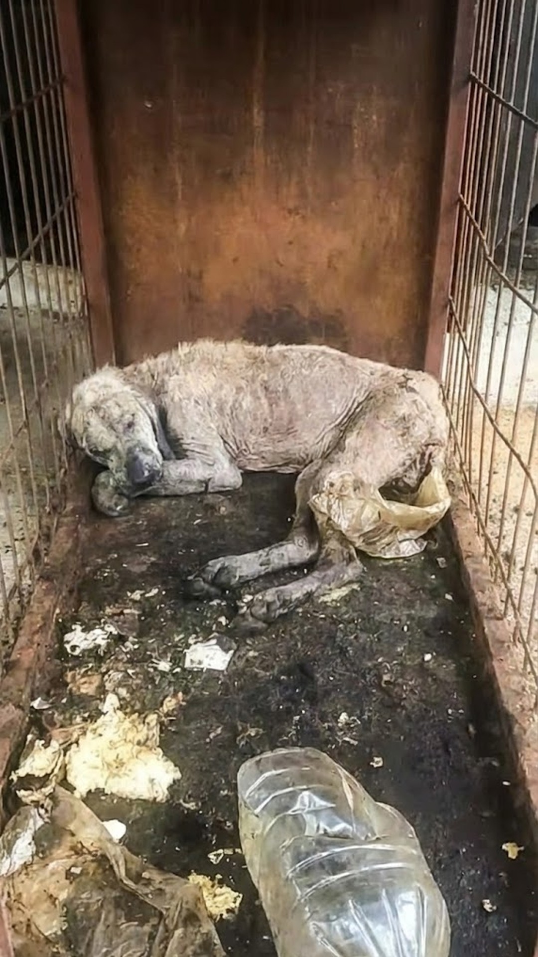 Miracle: The Dog Found Alone in a Cold Corner