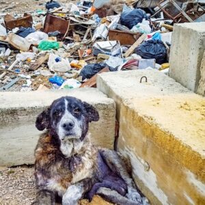 Rescue Team Sneaks into Landfill at Midnight to Save Maya the Dog