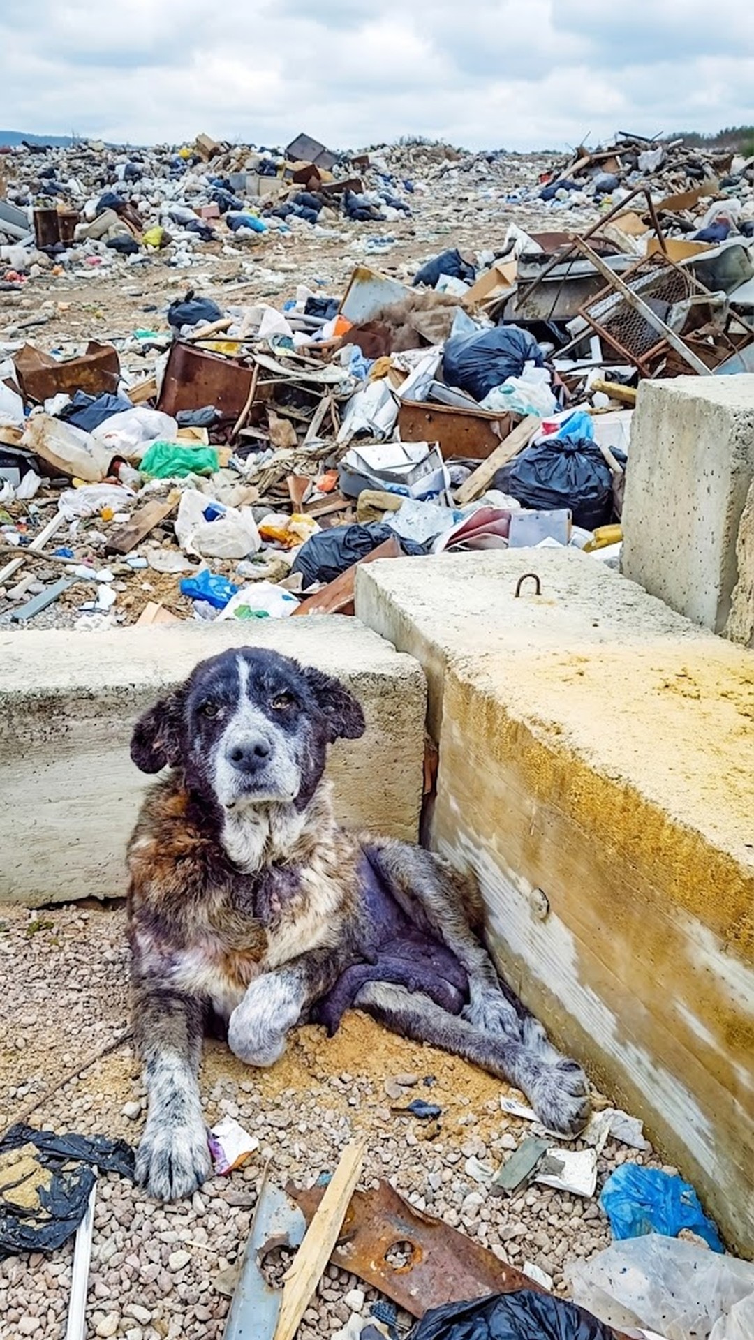 Rescue Team Sneaks into Landfill at Midnight to Save Maya the Dog