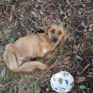 Monica's Incredible Rescue: A Dog Found in a Forest with No Paws