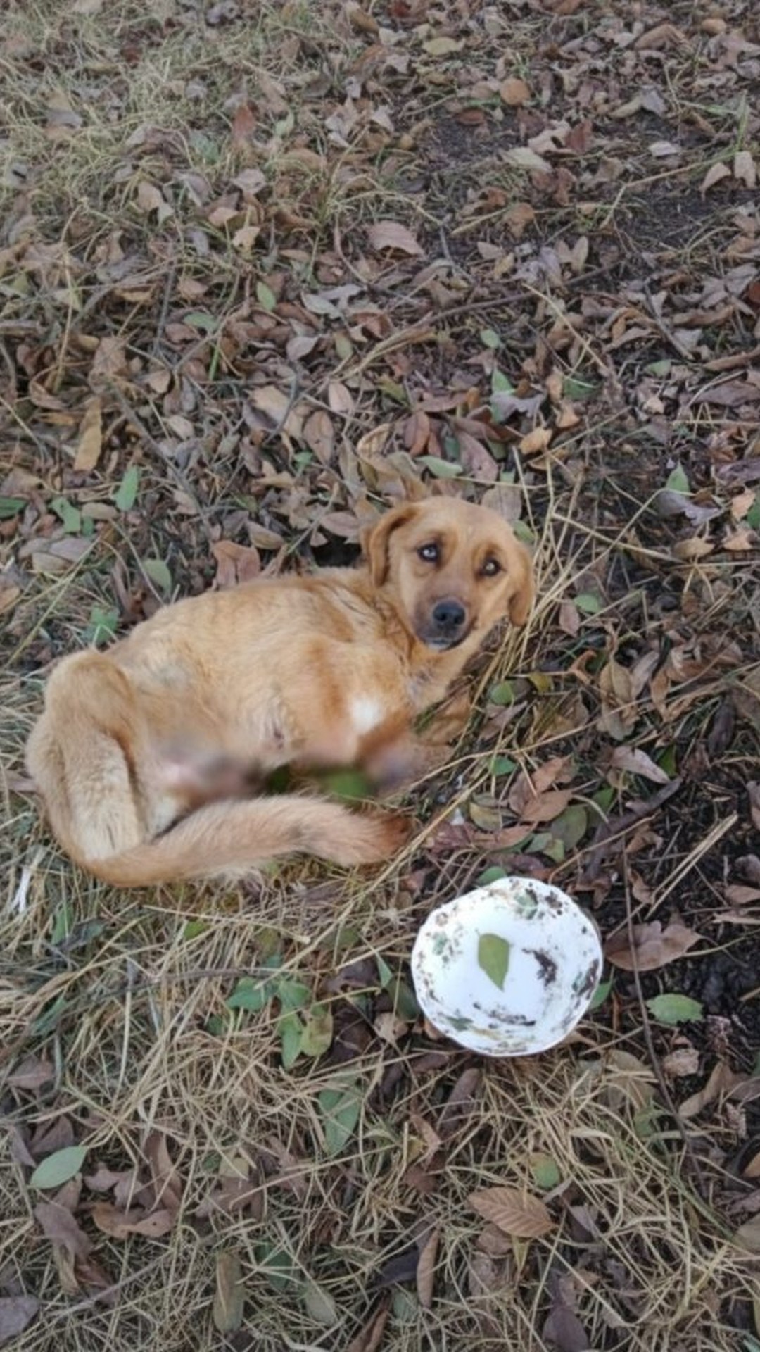Monica's Incredible Rescue: A Dog Found in a Forest with No Paws