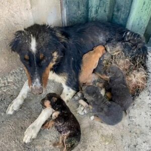 Eli the Mother Dog Shields Her Puppies from Danger in Abandoned Ruins