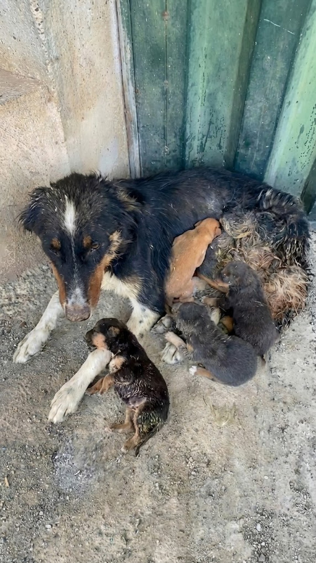 Eli the Mother Dog Shields Her Puppies from Danger in Abandoned Ruins