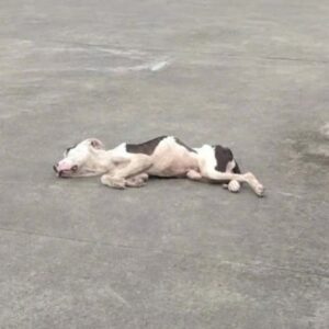 Rescue Dog's Gentle Trust Shines After Long Road to Recovery
