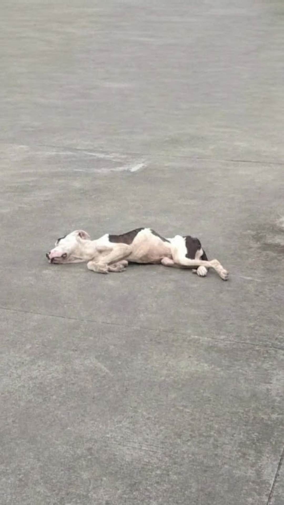 Rescue Dog's Gentle Trust Shines After Long Road to Recovery