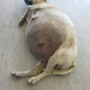 Mimi's Miraculous Recovery: From Desperation to Loving Home in Two Months
