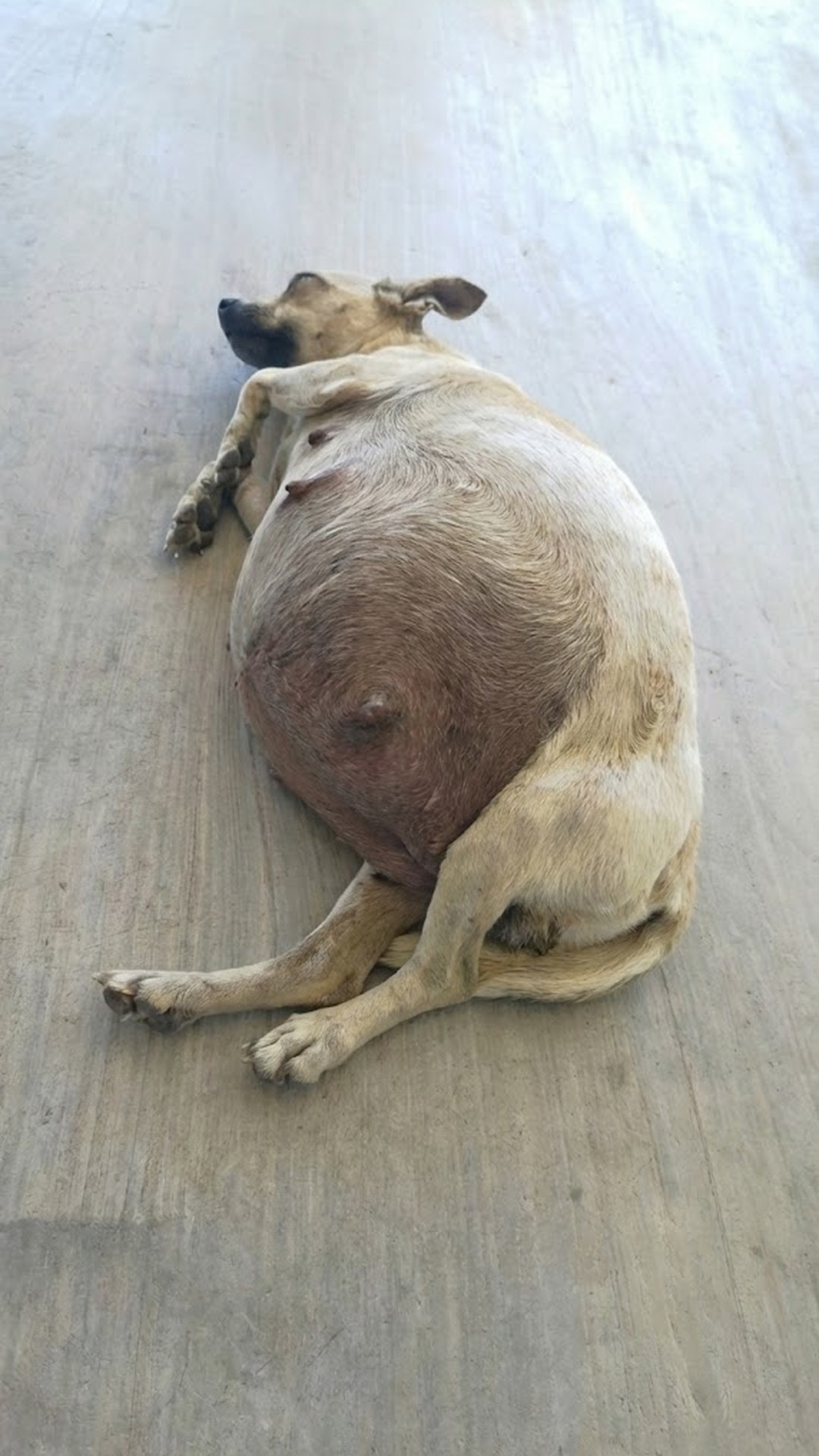 Mimi's Miraculous Recovery: From Desperation to Loving Home in Two Months