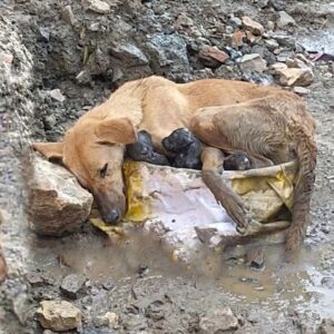 Rescue Family Thrives After Mother Dog's Harrowing Birth Among Rubble